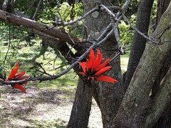 Erythrina variegata