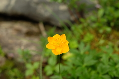 Trollius asiaticus