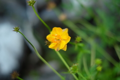 Trollius asiaticus