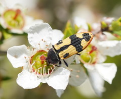 Castiarina interstitialis
