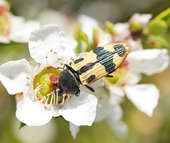 Castiarina interstitialis