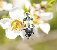 Castiarina interstitialis