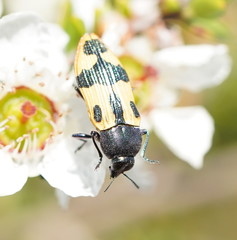 Castiarina interstitialis