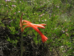 Cyrtanthus contractus