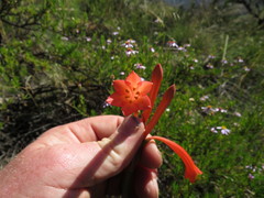 Cyrtanthus contractus