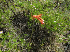 Cyrtanthus contractus