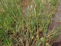 Eleocharis limosa