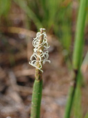 Eleocharis limosa