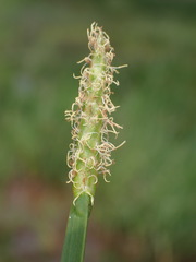 Eleocharis limosa