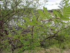 Dichrostachys cinerea