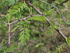 Dichrostachys cinerea