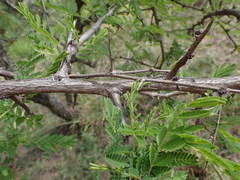 Dichrostachys cinerea