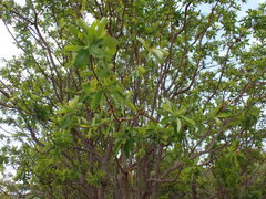 Terminalia brachystemma