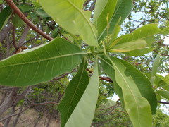 Terminalia brachystemma