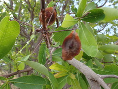 Terminalia brachystemma