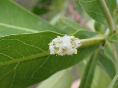 Terminalia brachystemma