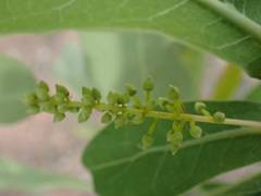 Terminalia brachystemma