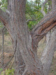 Terminalia brachystemma