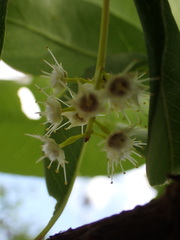 Terminalia brachystemma