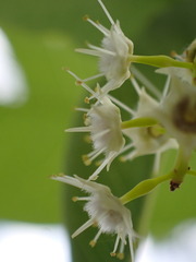 Terminalia brachystemma