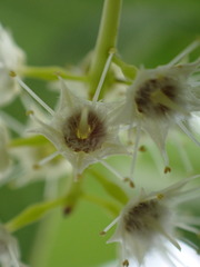Terminalia brachystemma