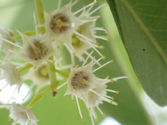 Terminalia brachystemma
