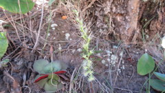 Holothrix burchellii