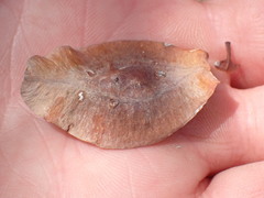 Terminalia brachystemma