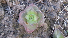 Crassula capitella