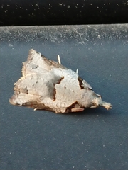 Harmologa amplexana
