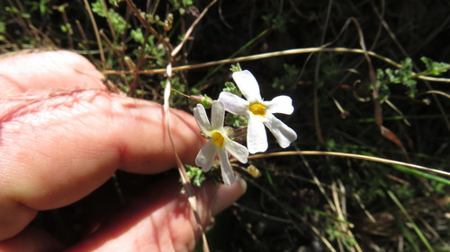 Image of Jamesbrittenia tysonii by (c) James Deacon, some rights reserved (CC BY-SA)