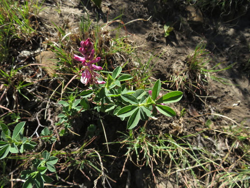 Image of Indigofera elandsbergensis by (c) James Deacon, some rights reserved (CC BY-SA)