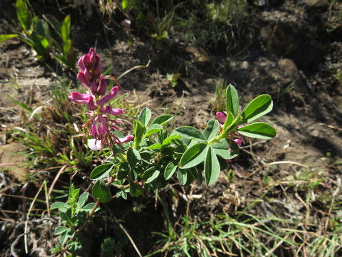 Image of Indigofera elandsbergensis by (c) James Deacon, some rights reserved (CC BY-SA)