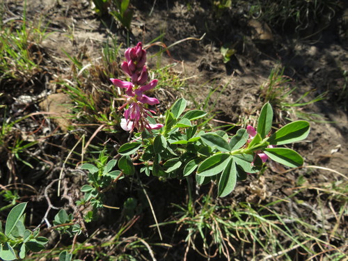 Image of Indigofera elandsbergensis by (c) James Deacon, some rights reserved (CC BY-SA)