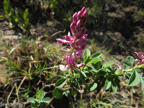 Image of Indigofera elandsbergensis by (c) James Deacon, some rights reserved (CC BY-SA)