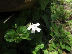 Diclis