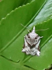 Harmologa amplexana