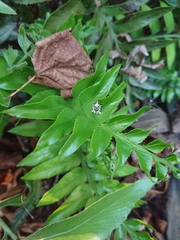 Harmologa amplexana