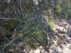 Psoralea platyphylla