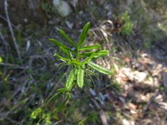 Psoralea platyphylla