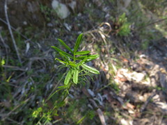Psoralea platyphylla