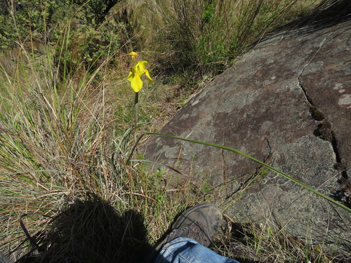 Image of Moraea spathulata by (c) James Deacon, some rights reserved (CC BY-SA)