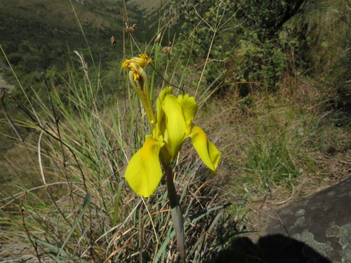 Image of Moraea spathulata by (c) James Deacon, some rights reserved (CC BY-SA)