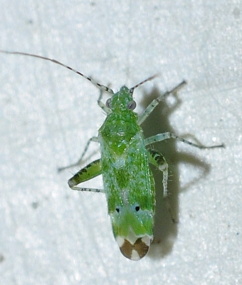 Camptotylus yersini