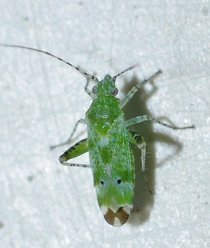 Representative image of Camptotylus yersini