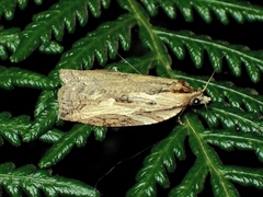 Cryptoptila immersana