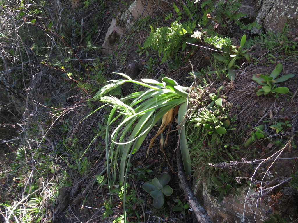 Albuca deaconii, Fountainhead