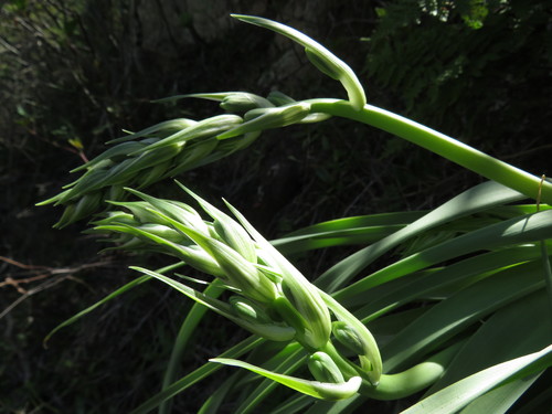 Albuca deaconii