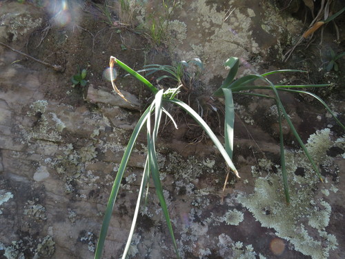 Albuca deaconii