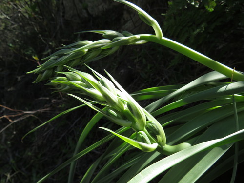 Albuca deaconii